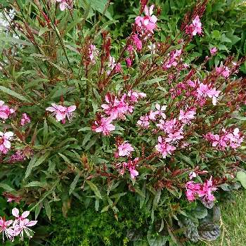 ガウラ リリポップピンク Proven Winners Pw ガーデニング 園芸 花苗 低木 多肉植物 花 植物