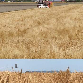 麦畑。の画像 by えみちゃんさん | お出かけ先と麦畑。ととおりががりとよそ様の畑