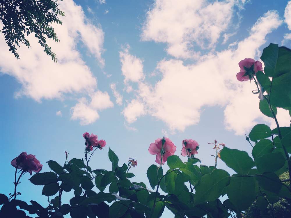ばら バラ 薔薇の投稿画像 By そら花さん 晴れの日と薔薇 と青空の下 19月6月5日 Greensnap グリーンスナップ