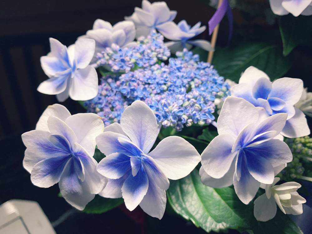 紫陽花こんぺいとうの投稿画像 By Kazupipisさん 花のある暮らしと あじさい19 フォトコンテストと マクロな世界 フォトコンテスト19 19月6月5日 Greensnap グリーンスナップ