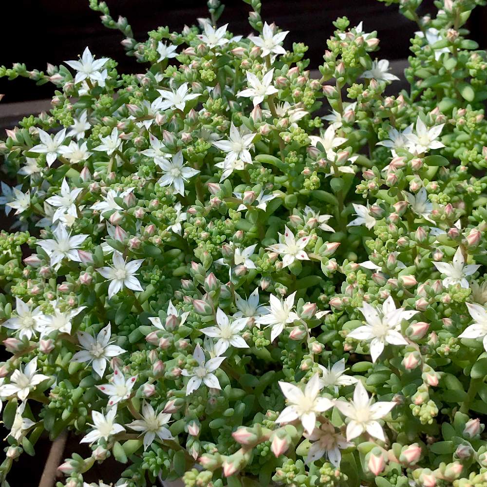 セダムの投稿画像 By ゆみこさんさん ミルキーウェイと白い花とかわいいな とiphone撮影と多肉植物と咲いた 19月6月5日 Greensnap グリーンスナップ