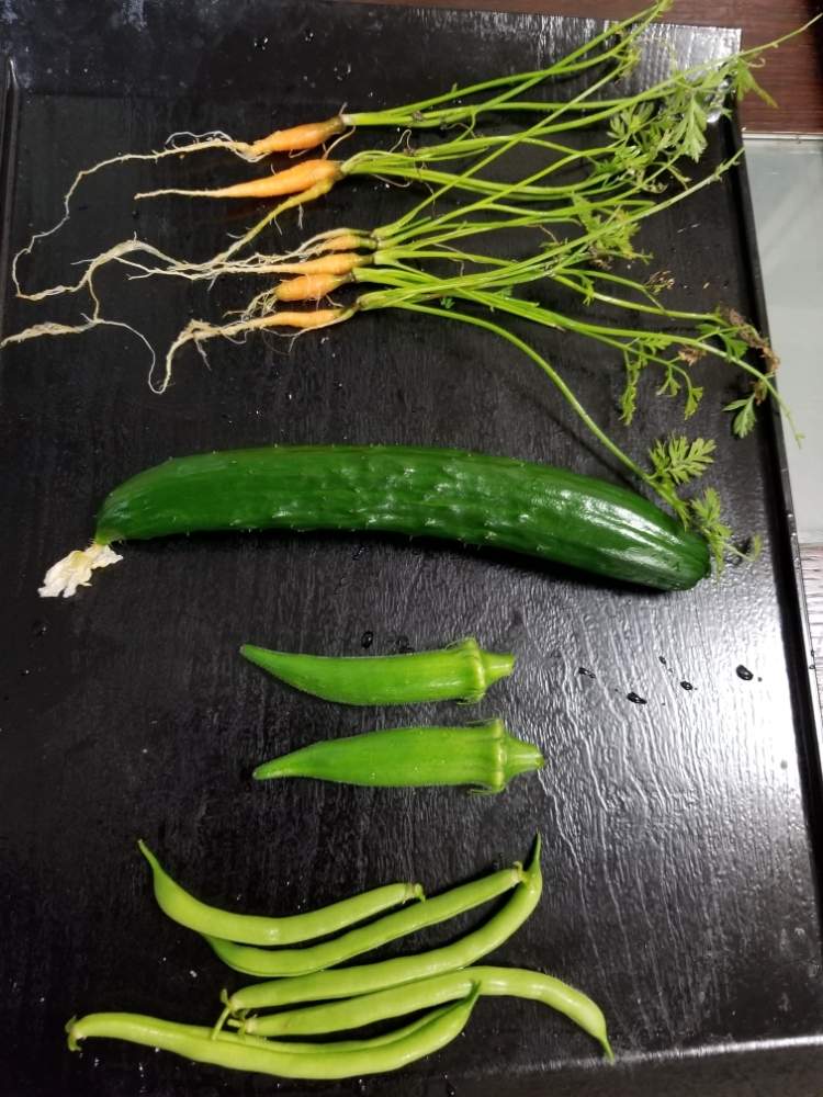 オクラの投稿画像 By 涼ガーデンさん キュウリとつるなしインゲンとインゲンとベビーキャロットとお野菜と自家栽培の野菜達とプランター野菜と自家製野菜と家庭菜園奮闘日記 19月6月5日 Greensnap グリーンスナップ
