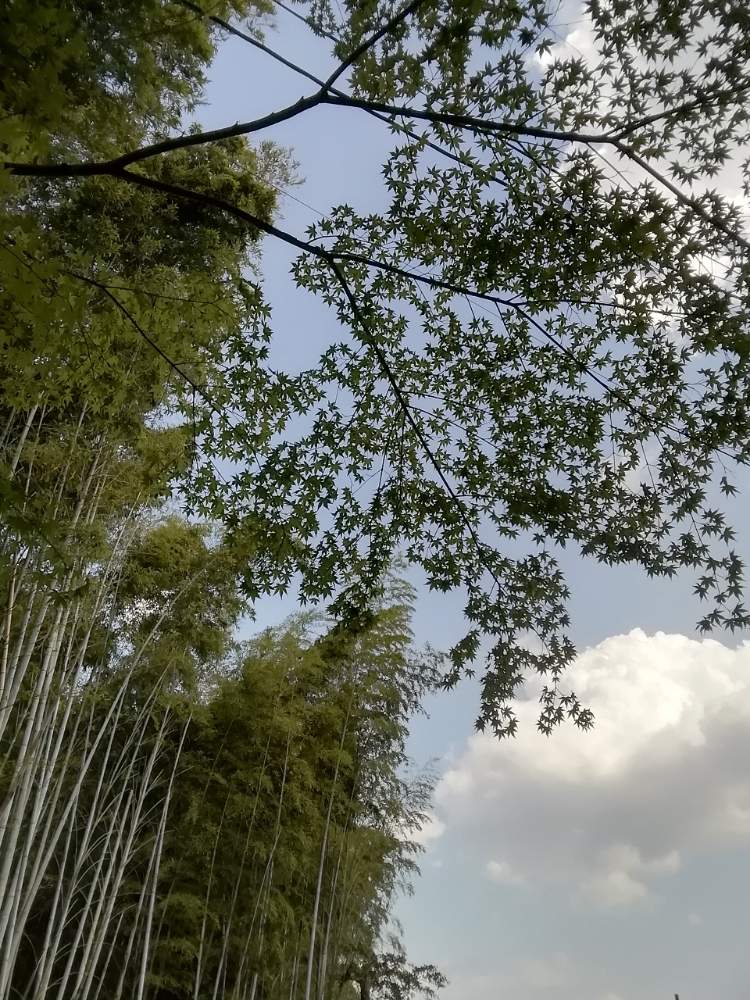 お出かけ先の画像 by クララさん | お出かけ先と嵯峨野の竹と紅葉