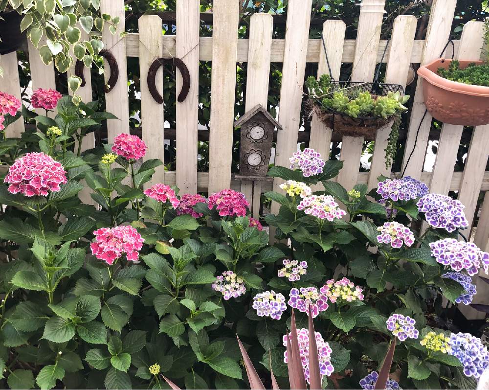 小さな庭の投稿画像 By Dodoさん 手間いらずの花と紫陽花 アジサイ あじさいとチボリブルーと あじさい19 フォトコンテストと花のある暮らしと小さな庭 とマンションの庭と週末ガーデナー とアジサイ フラウヨシミと手間いらずの花と紫陽花 アジサイ あじさいと 小さな庭の投稿画像 By Dodoさん 手間いらずの花と紫陽花 アジサイ あじさいとチボリブルーと あじさい19 フォトコンテストと花のある暮らしと小さな庭 とマンションの庭と週末ガーデナー とアジサイ フラウヨシミと手間いらずの花と紫陽花 アジサイ あじさいと