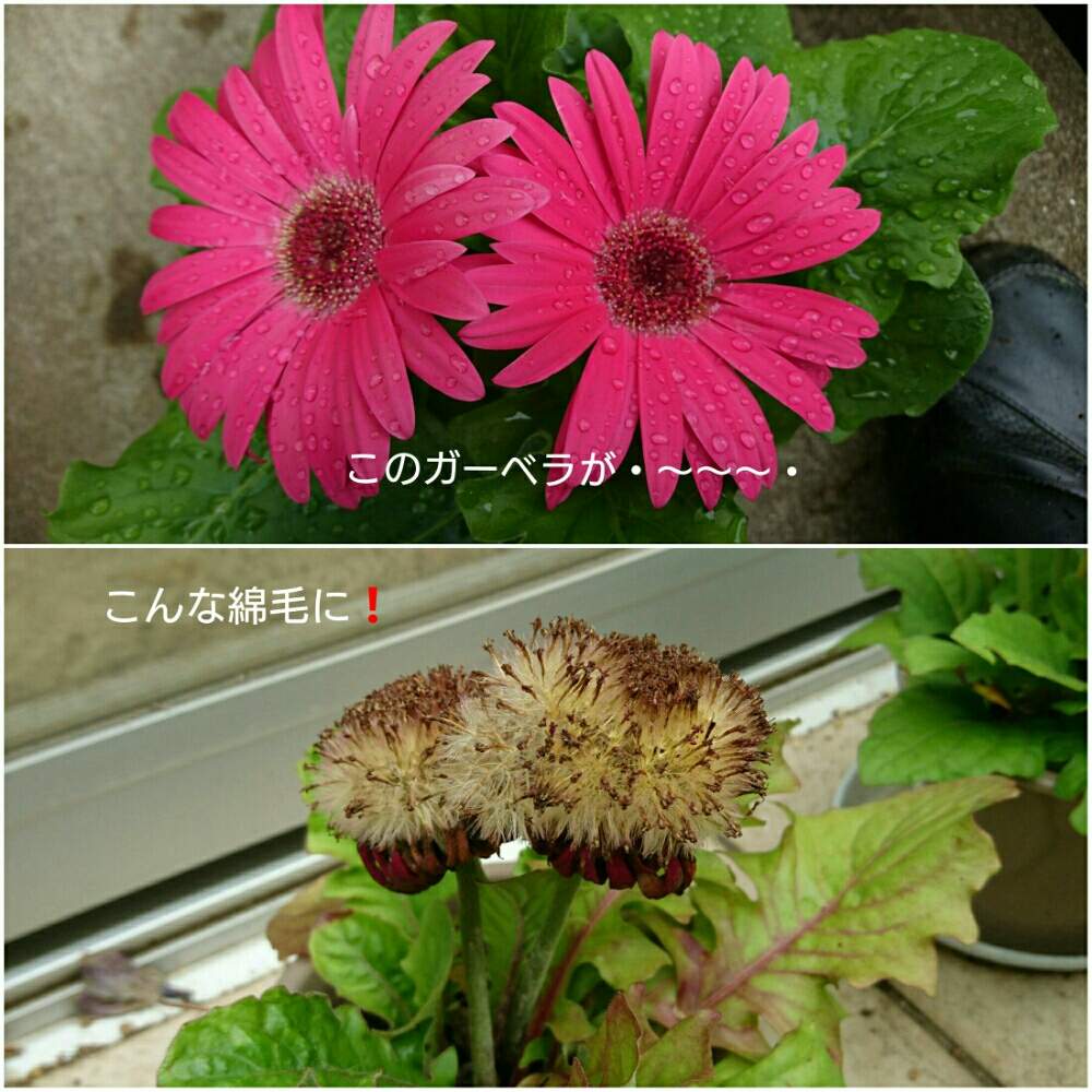 鉢植えの投稿画像 By ひーくんさん 花のある暮らしと ガーベラと花後の形 19月6月5日 Greensnap グリーンスナップ