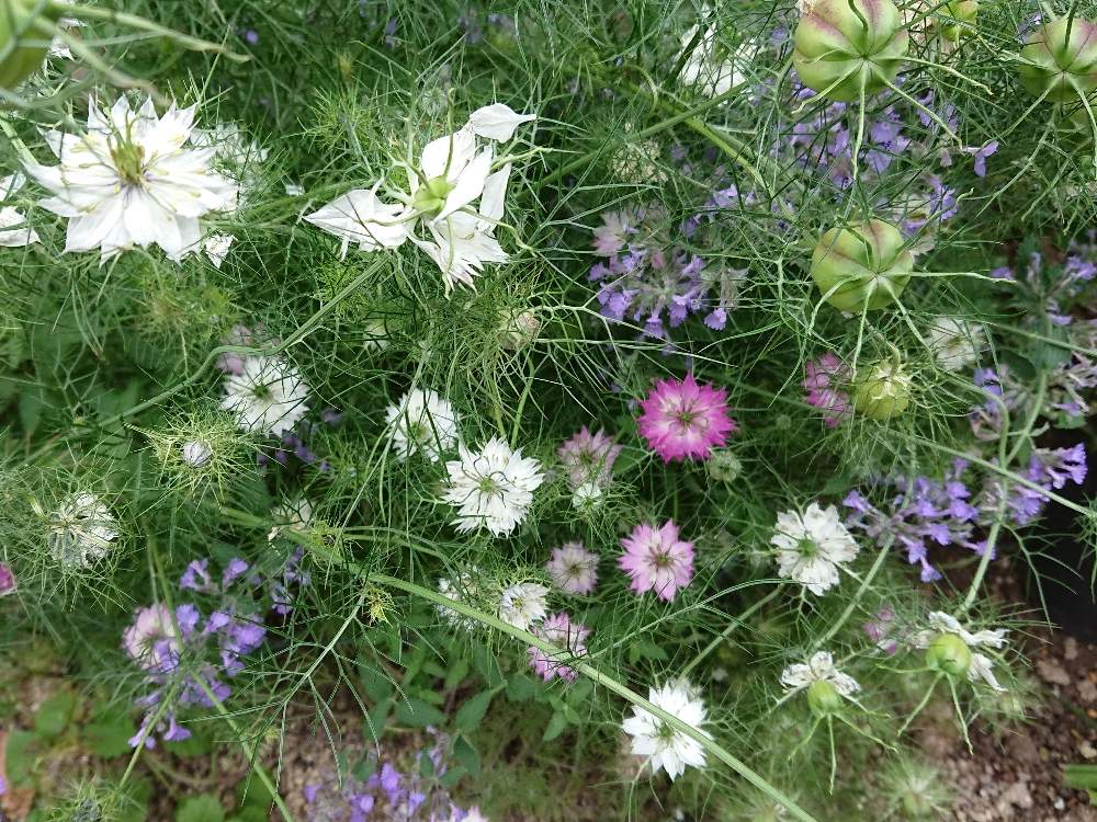 ニゲラの投稿画像 By Syamunekoさん お花大好き とピンクのお花と白の花と花のある暮らしと紫の花 とブルーキャットミントジュニアウォーカーと小さな庭とお花大好き とピンクのお花と白の花と花のある暮らしと紫の花 19月6月5日 Greensnap グリーンスナップ