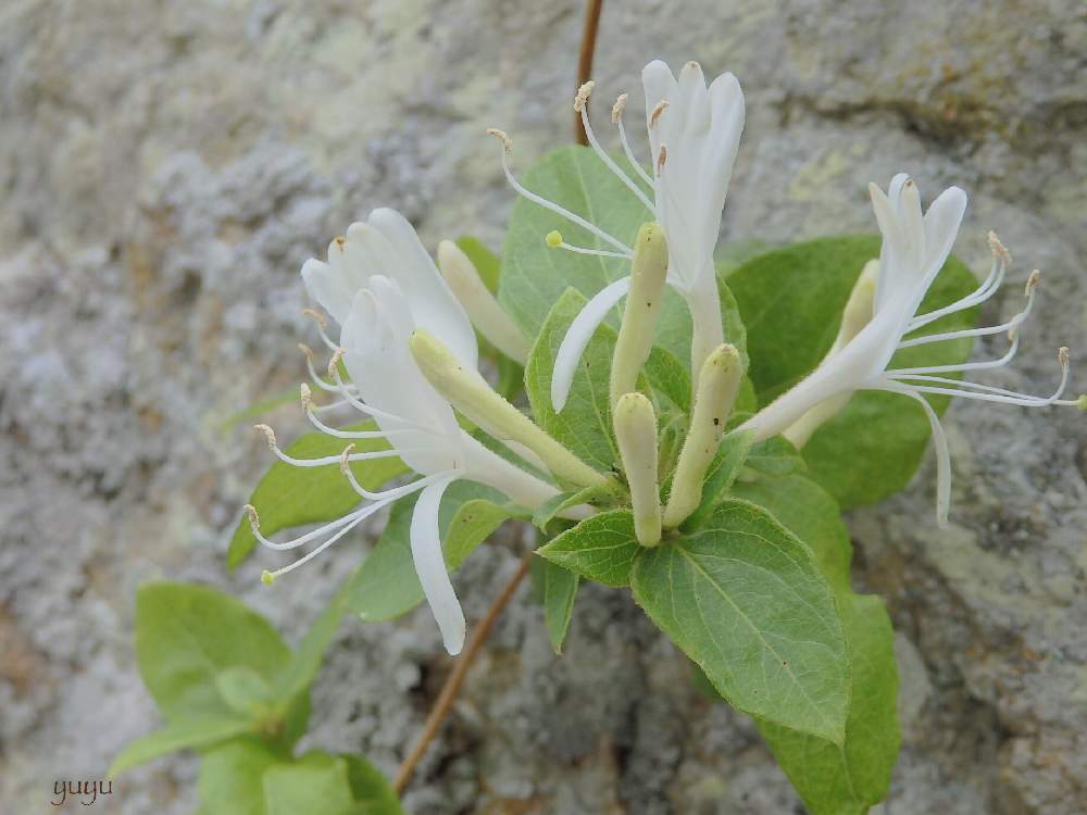 ベストニンドウ忍冬の別名がある植物は 最高の花の画像