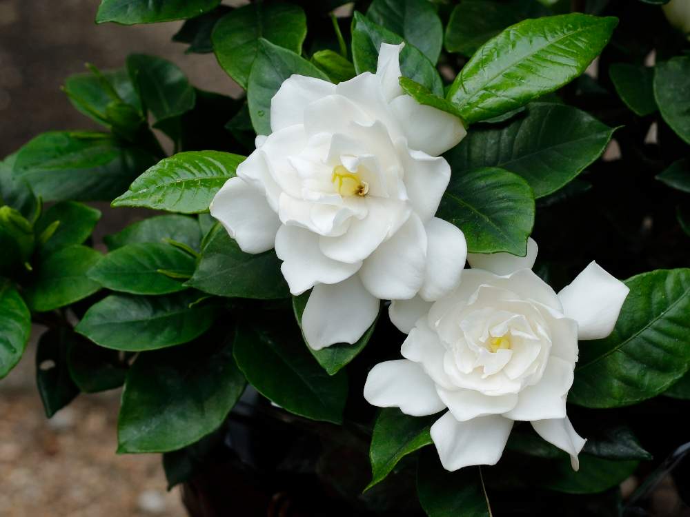 クチナシの投稿画像 By Minibaraさん くちなしの花と良い香りのくちなしと今日のお花くちなし 19月6月5日 Greensnap グリーンスナップ