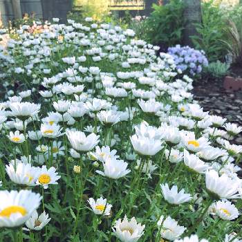 まだまだ咲いてるの画像 by うさこさん | 広い庭とノースポールとまだまだ咲いてるともりもりと花のある暮らしと白い花と小さな花