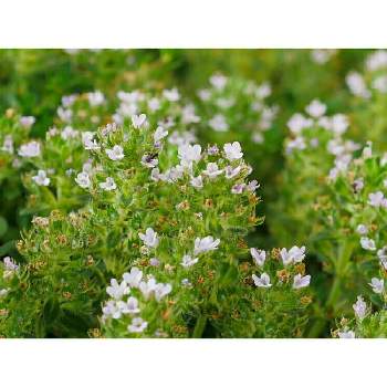 レイター タイムの投稿画像一覧 greensnap グリーンスナップ