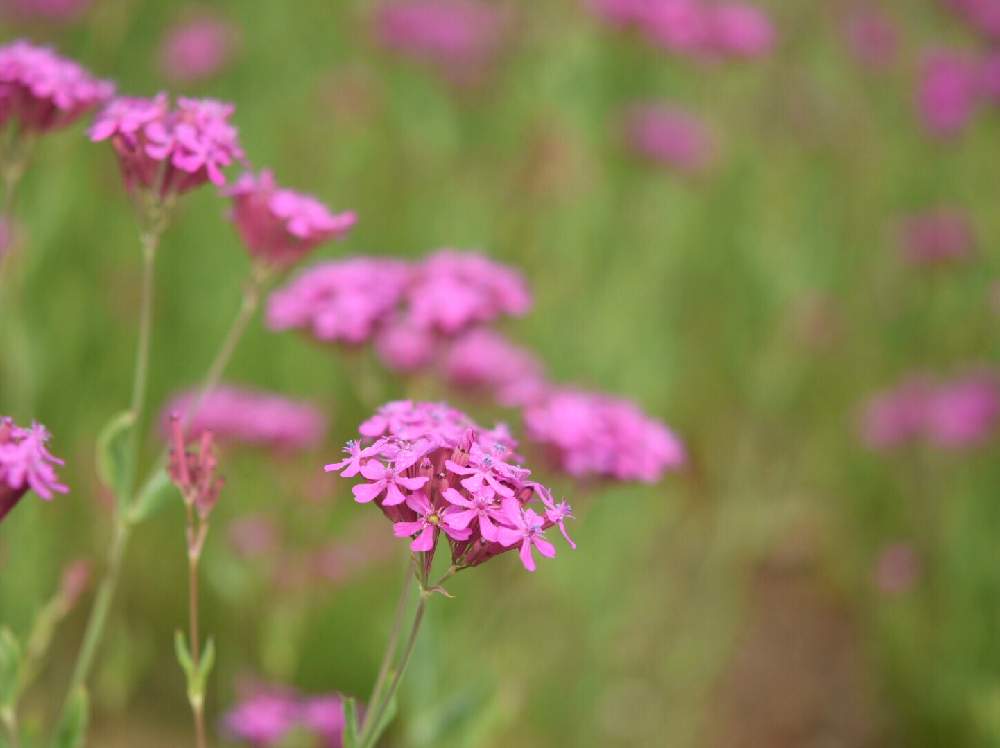 ムシトリナデシコの投稿画像 By 銀月さん コマチソウと岩手県とピンクの花と東北と植中毒と花のある暮らし 19月6月6日 Greensnap グリーンスナップ