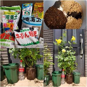 7号ロングスリット鉢の投稿画像一覧 Greensnap グリーンスナップ