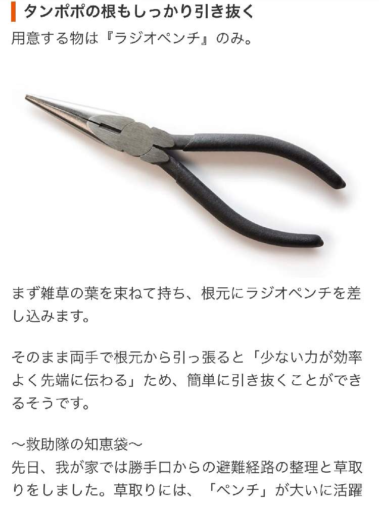 ドクダミの投稿画像 By Heathさん タンポポとど根性雑草とオオバコと小さな庭と庭の手入れと雑草駆除と警視庁警備部とラジオペンチと庭の手入れと雑草駆除と警視庁警備部とラジオペンチ 19月6月6日 Greensnap グリーンスナップ Greensnap グリーンスナップ