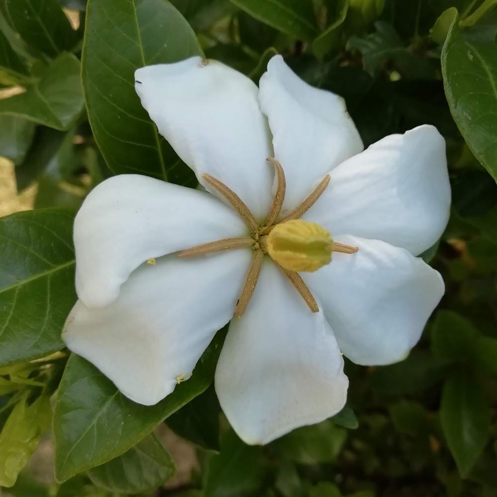 クチナシの投稿画像 By バラの刺青さん 地植えとお庭と花のある暮らし 19月6月6日 Greensnap グリーンスナップ