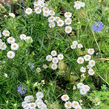 アキレアノブレッサの投稿画像一覧 Greensnap グリーンスナップ