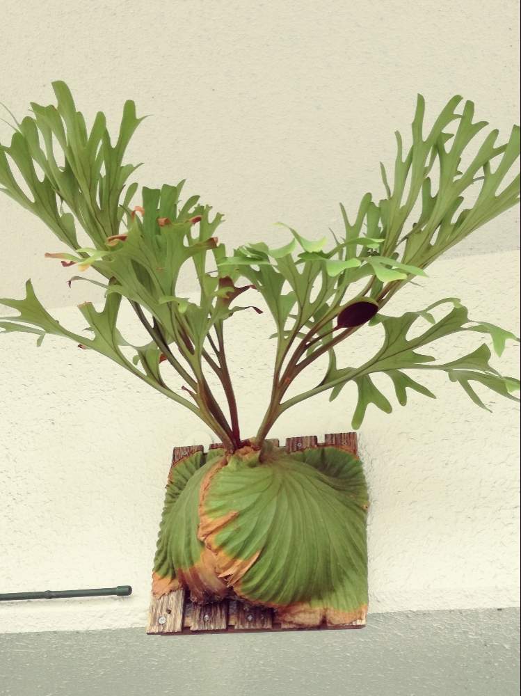 リドレイの投稿画像 By Backyさん ビカクシダ リドレイと コウモリラン とビカクシダ リドレイと焼杉板付けとp リドレイと ビカクシダ とridleyiとdiyと特大リドレイとビカクシダ属とビカクシダ普及委員会とled 19月6月6日 Greensnap グリーンスナップ