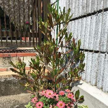 ドドナエア プルプレアの投稿画像一覧 Greensnap グリーンスナップ