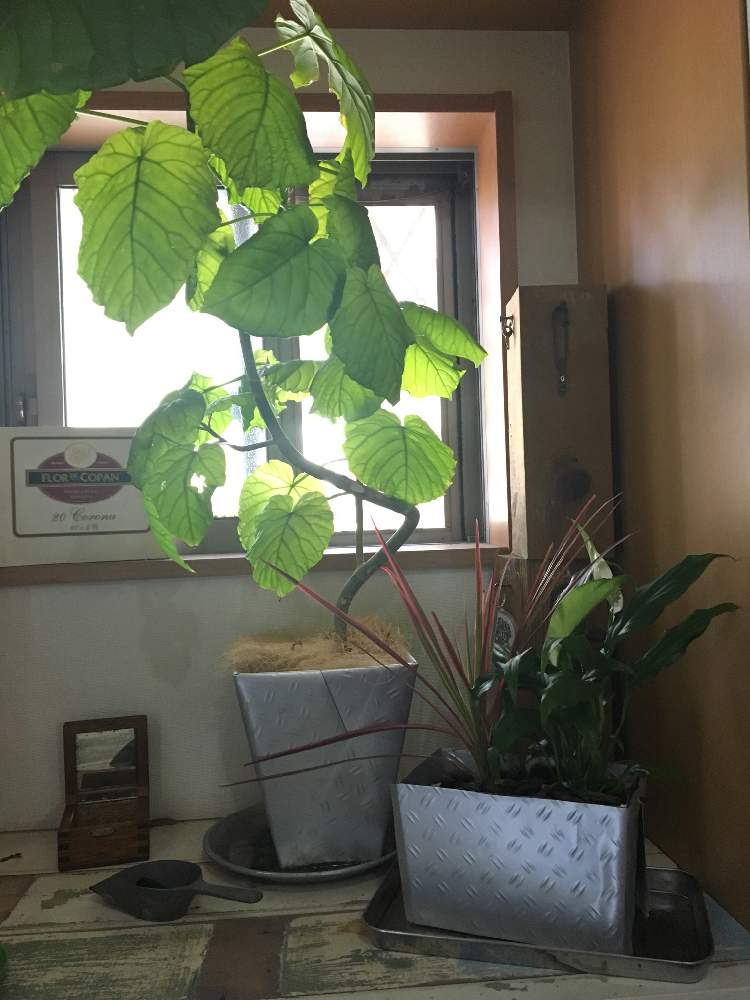 greensnap グリーンスナップ