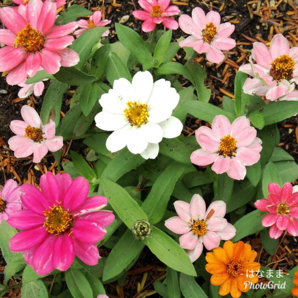 ジニアの投稿画像 By はなままさん ジニアプロフュージョン 19月6月6日 Greensnap グリーンスナップ