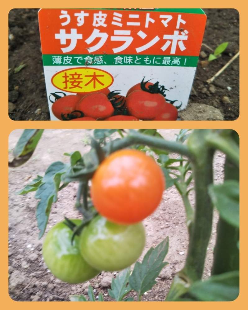 ミニトマトの投稿画像 By すずさん 畑と花のある暮らしと家庭菜園奮闘日記とミニトマトサクランボと花のある暮らしと家庭菜園奮闘日記とミニトマトサクランボ 19月6月6日 Greensnap グリーンスナップ Greensnap グリーンスナップ