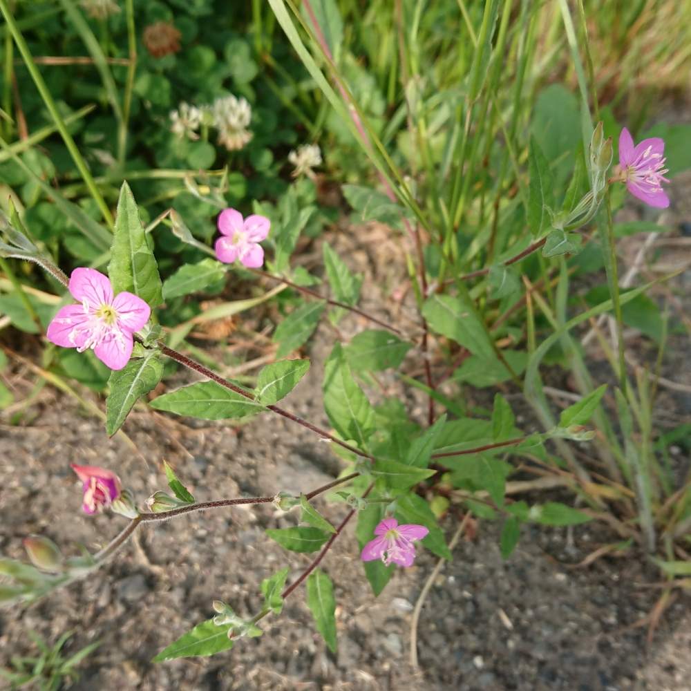 アカバナユウゲショウの投稿画像 By なつめぐさん 花咲く雑草とピンク ピンクと立哨当番 19月6月6日 Greensnap グリーンスナップ