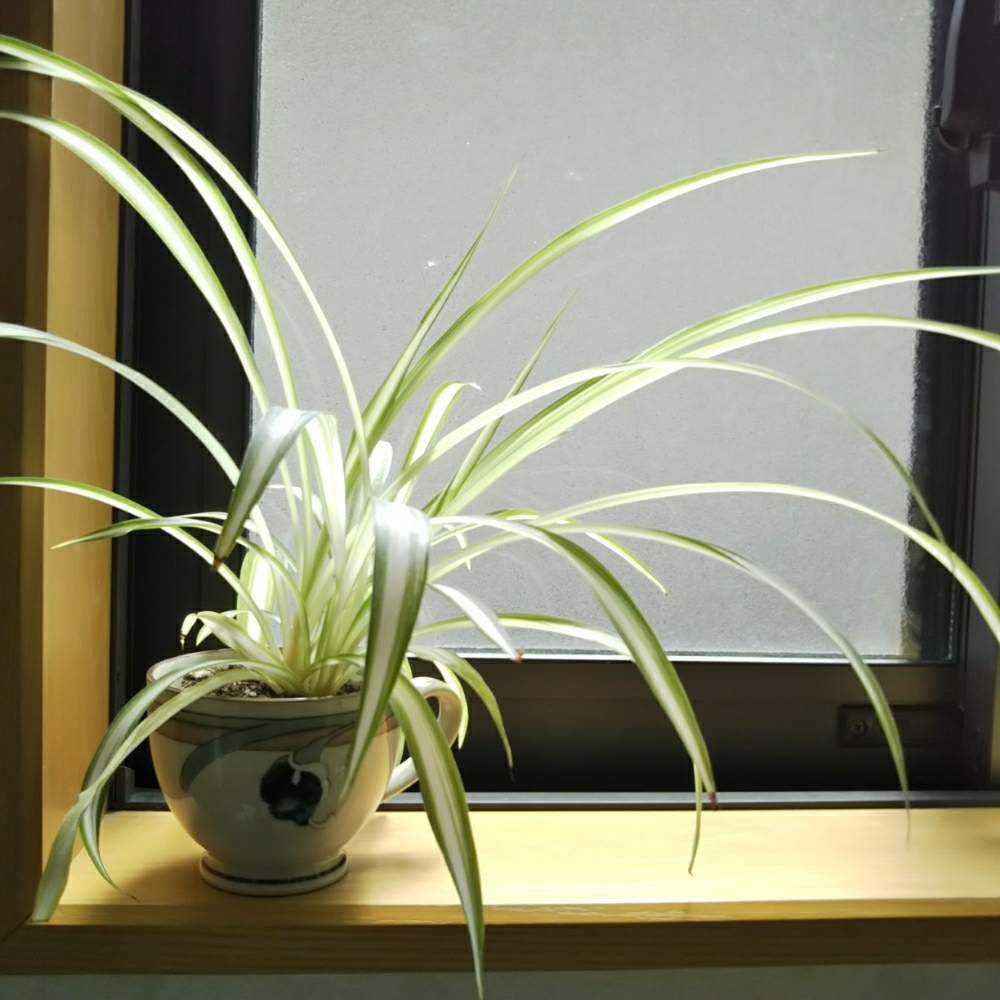 オリヅルラン植え替え 陶器の底穴あけ作業 Greensnap グリーンスナップ