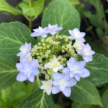 あじさい 星花火の投稿画像一覧 Greensnap グリーンスナップ