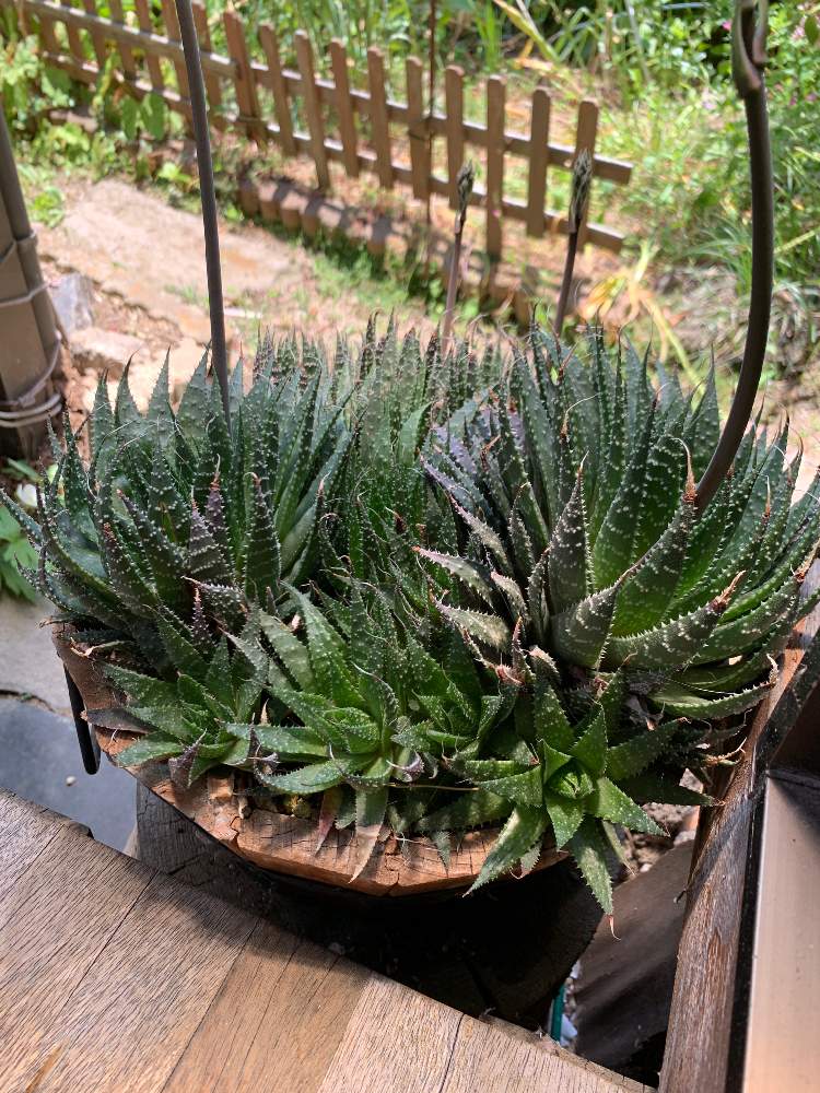 ジュウニノマキの投稿画像 By いぶきさん 19月6月6日 Greensnap グリーンスナップ