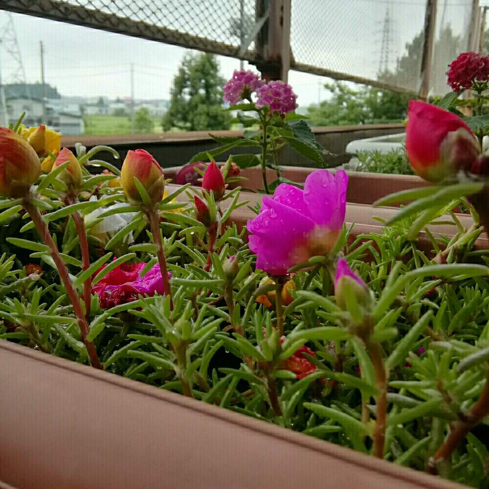 マツバボタンの投稿画像 By 繁茂 しげしげ さん バルコニー ベランダと多肉植物とプランターと寄せ植えとミドリストと多肉植物寄せ植えと緑のある暮らしと多肉女子と自然光と花のある暮らしと多肉植物とプランターと寄せ植えとミドリストと多肉植物寄せ植えと緑のある