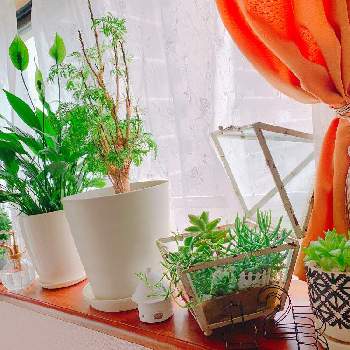 greensnap グリーンスナップ