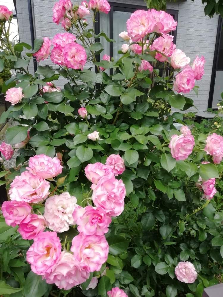 バラストロベリーアイスの投稿画像 By ロサさん 手作りの庭と花のある暮らしとばら バラ 薔薇 19月6月6日 Greensnap グリーンスナップ バラストロベリーアイスの投稿画像 By ロサさん 手作りの庭と花のある暮らしとばら バラ 薔薇 19月6月6日 Greensnap グリーンスナップ