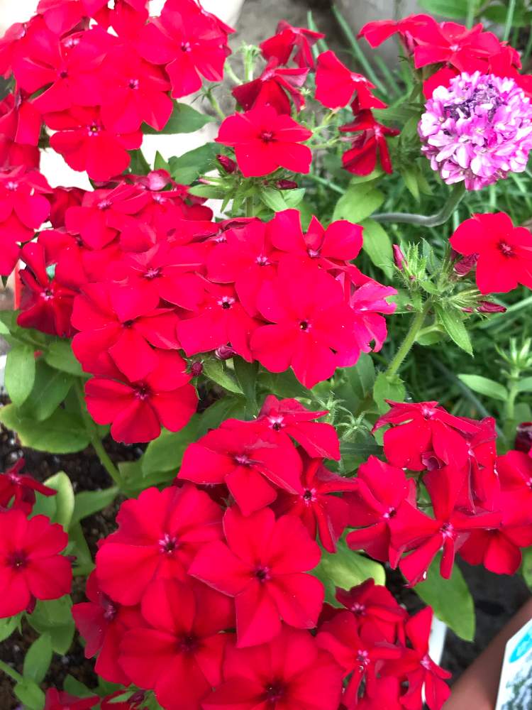 フロックスの投稿画像 By ナルママさん 花のある暮らしと赤い花 19月6月6日 Greensnap グリーンスナップ