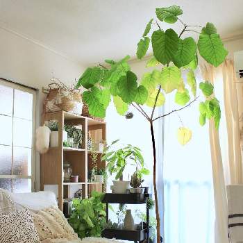 ワゴンの画像 by Kaneyukiさん | 部屋とパキラとウンベラータとシンゴニウムと観葉植物とワゴンとインテリアと植物と『窓辺に飾られた植物』フォトコンテスト