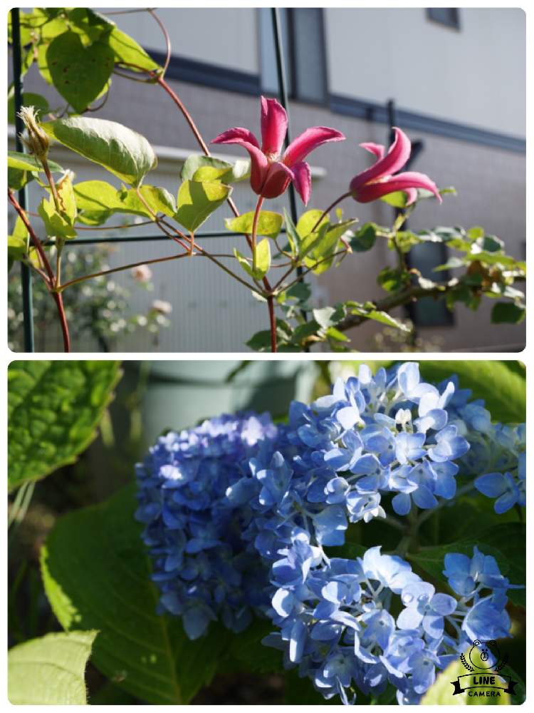 クレマチス プリンセスダイアナの投稿画像 By もこもこさん 小さな庭と庭に咲く花と癒しと紫陽花 アジサイ あじさいと植中毒と多年草と庭に咲く花と癒しと紫陽花 アジサイ あじさいと植中毒と多年草 19月6月6日 Greensnap グリーンスナップ Greensnap