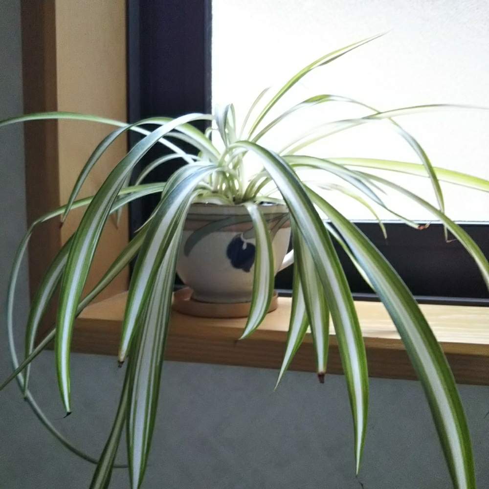 オリヅルランの投稿画像 By Ecolifeさん 植え替えと陶器の穴あけと底穴をあける と陶磁器の穴あけと鉢に穴を空ける 19月6月6日 Greensnap グリーンスナップ オリヅルランの投稿画像 By Ecolifeさん 植え替えと陶器の穴あけと底穴をあける と陶磁器の穴あけと鉢に穴を空ける 19月6月6日 Greensnap グリーンスナップ