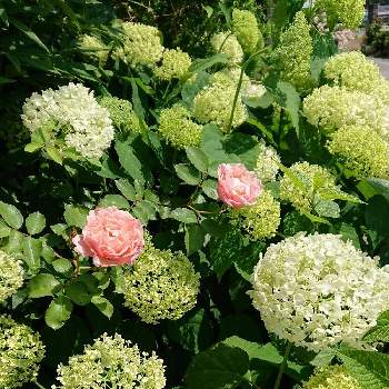 山アジサイ スターパーストの投稿画像一覧 Greensnap グリーンスナップ 山アジサイ スターパーストの投稿画像一覧 Greensnap グリーンスナップ