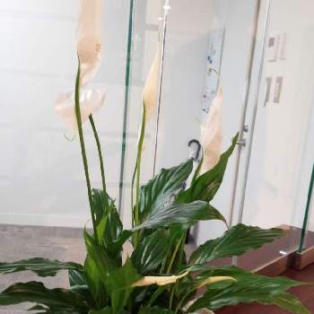 greensnap グリーンスナップ