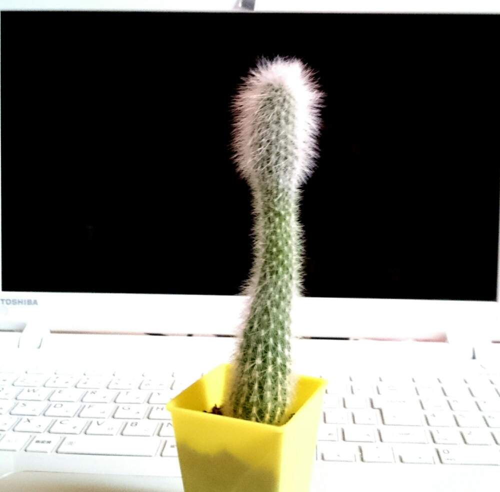 多肉植物の投稿画像 By おたまさん ダイソー多肉と100均多肉と多肉のある暮らしと多肉女子と多肉植物とサボテンと徒長 19月6月6日 Greensnap グリーンスナップ