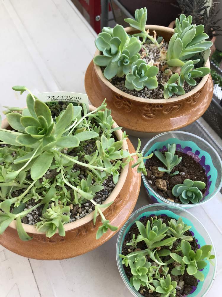 アオノイワレンゲの投稿画像 By Nayukiさん 千鳥小岩蓮華と多肉植物とオロスタキス属とお釜多肉とおぎのやの釜飯とバルコニー ベランダと多肉植物とオロスタキス属とお釜多肉とおぎのやの釜飯 19月6月6日 Greensnap グリーンスナップ Greensnap グリーン