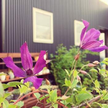 クレマチス 青トンボの投稿画像一覧 Greensnap グリーンスナップ