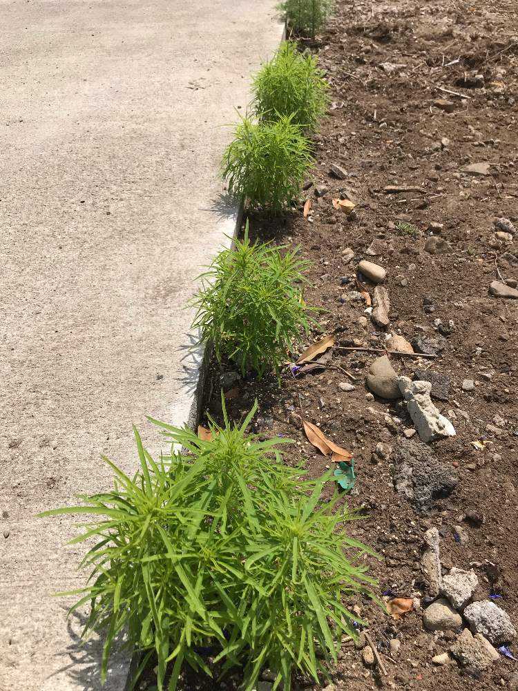 初めてのコキアちゃん 19 11 10更新 Greensnap グリーンスナップ