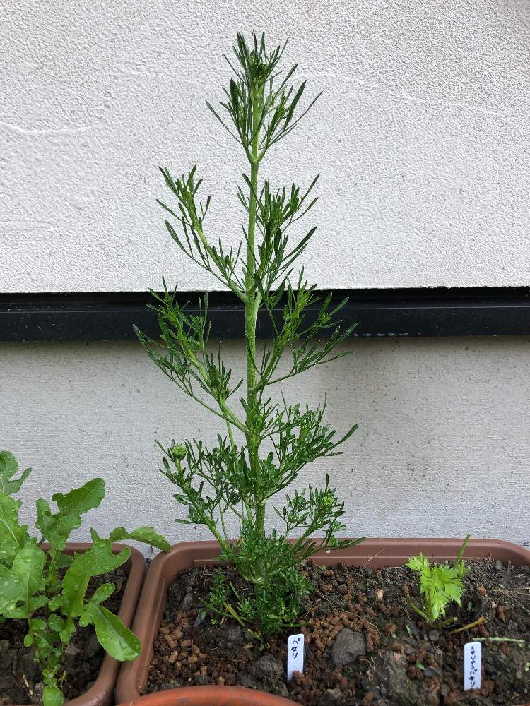 パセリの投稿画像 By Maii0316さん 令和最初の植物とお庭を彩るお花 樹木フォトコンと害虫駆除と多肉女子と手作り防虫スプレーとgreensnapmarcheと花のある暮らしとつぼみがつくと家庭菜園奮闘日記とgreen Up と成長した 19月6月6日 Greensnap グリーンスナップ パセリの投稿画像 By Maii0316さん 令和最初の植物とお庭を彩るお花 樹木フォトコンと害虫駆除と多肉女子と手作り防虫スプレーとgreensnapmarcheと花のある暮らしとつぼみがつくと家庭菜園奮闘日記とgreen Up と成長した 19月6月6日 Greensnap グリーンスナップ