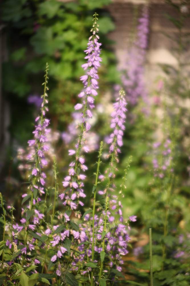 マロウの投稿画像 By けんパパさん ハタザオキキョウとカンパニュラ ラプンクロイデスと令和最初の植物と無加工と子どもと楽しむガーデニングとcanon Ef135mm F2 8 ソフトフォーカス機構付き と手作りの庭と種からとお庭を彩るお花 樹木フォトコンと一眼レフとポール