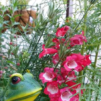 6月6日はかえるの日の投稿画像一覧 Greensnap グリーンスナップ