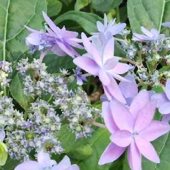 山アジサイ美方八重の投稿画像一覧 Greensnap グリーンスナップ