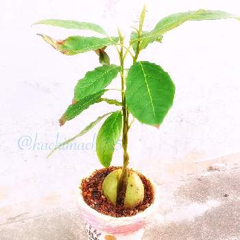 浴室の投稿画像一覧 Greensnap グリーンスナップ