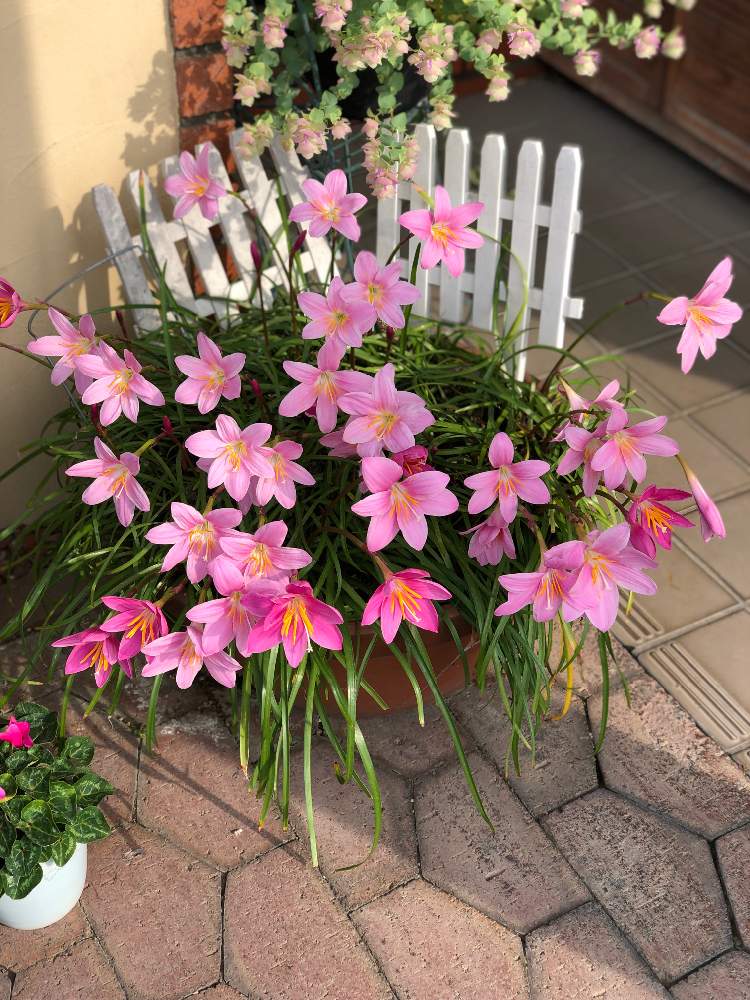 ピンクの玉すだれの投稿画像 By アリスさん 花のある暮らしとお庭を彩るお花 樹木フォトコン 19月6月7日 Greensnap グリーンスナップ