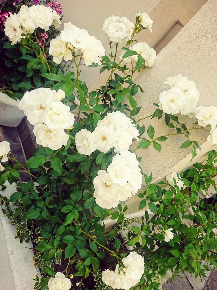 年のベスト アイス バーグ 花 言葉 写真最高の壁紙