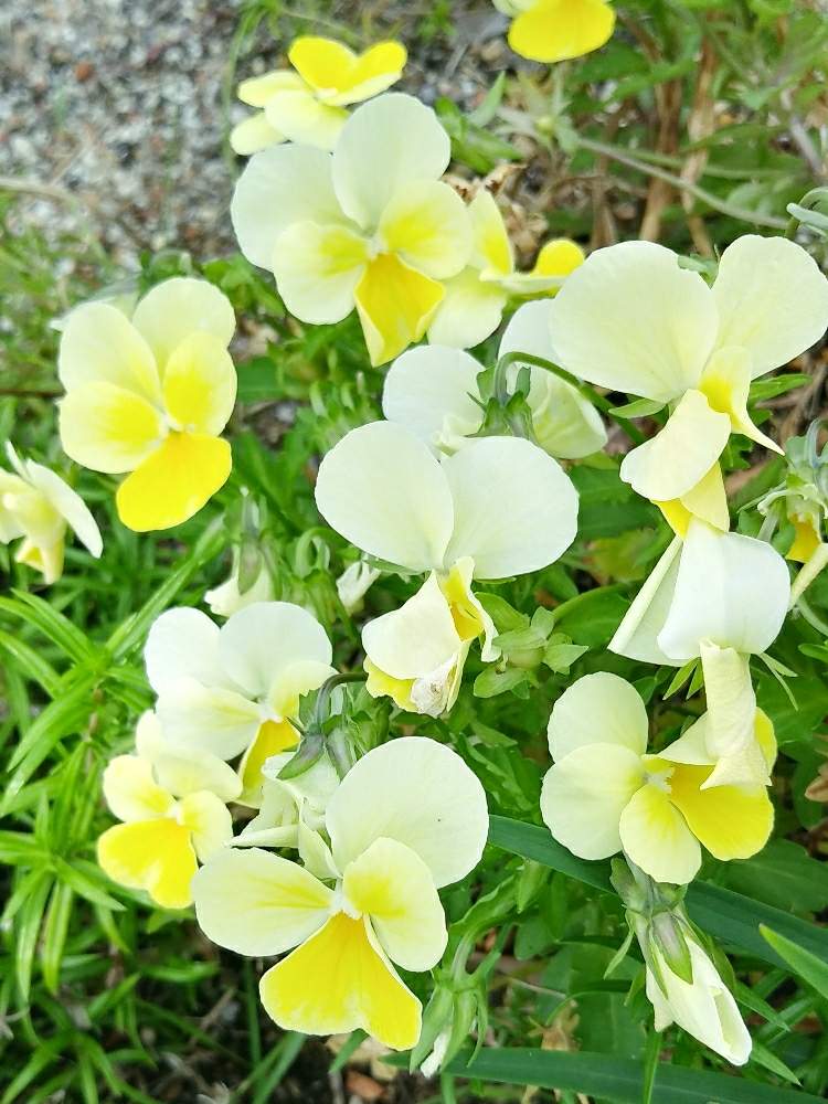 まぶしいの投稿画像 By ジジさん 花壇とイエローとかわいいと綺麗な色とワイルドフラワーガーデンとビオラの花 19月6月7日 Greensnap グリーンスナップ