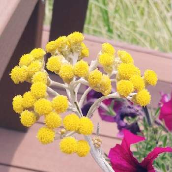 ワイルドフラワーガーデンの画像 by ジジさん | 花壇とイエローと癒されるとかわいいと綺麗な色とワイルドフラワーガーデンと小さな花とシロタエギクの花